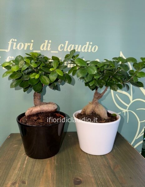 🌿 BONSAI GINSENG
