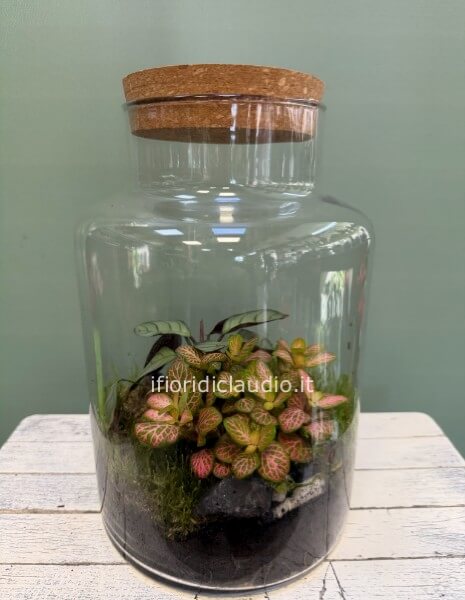 🌿 TERRARIUM DI PIANTE MISTE