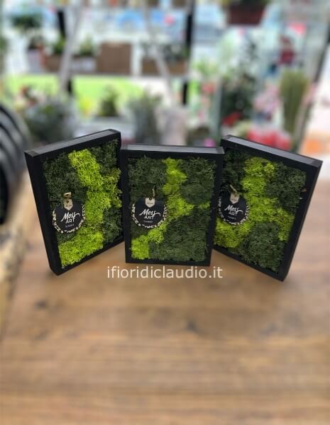 quadro lichene stabilizzato