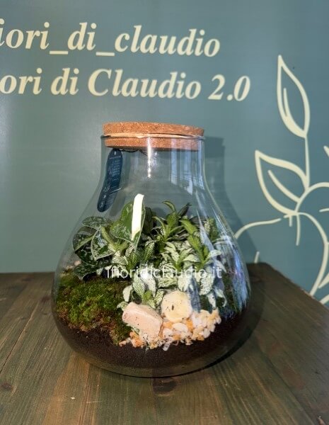 🌿 TERRARIUM DI PIANTE MISTE